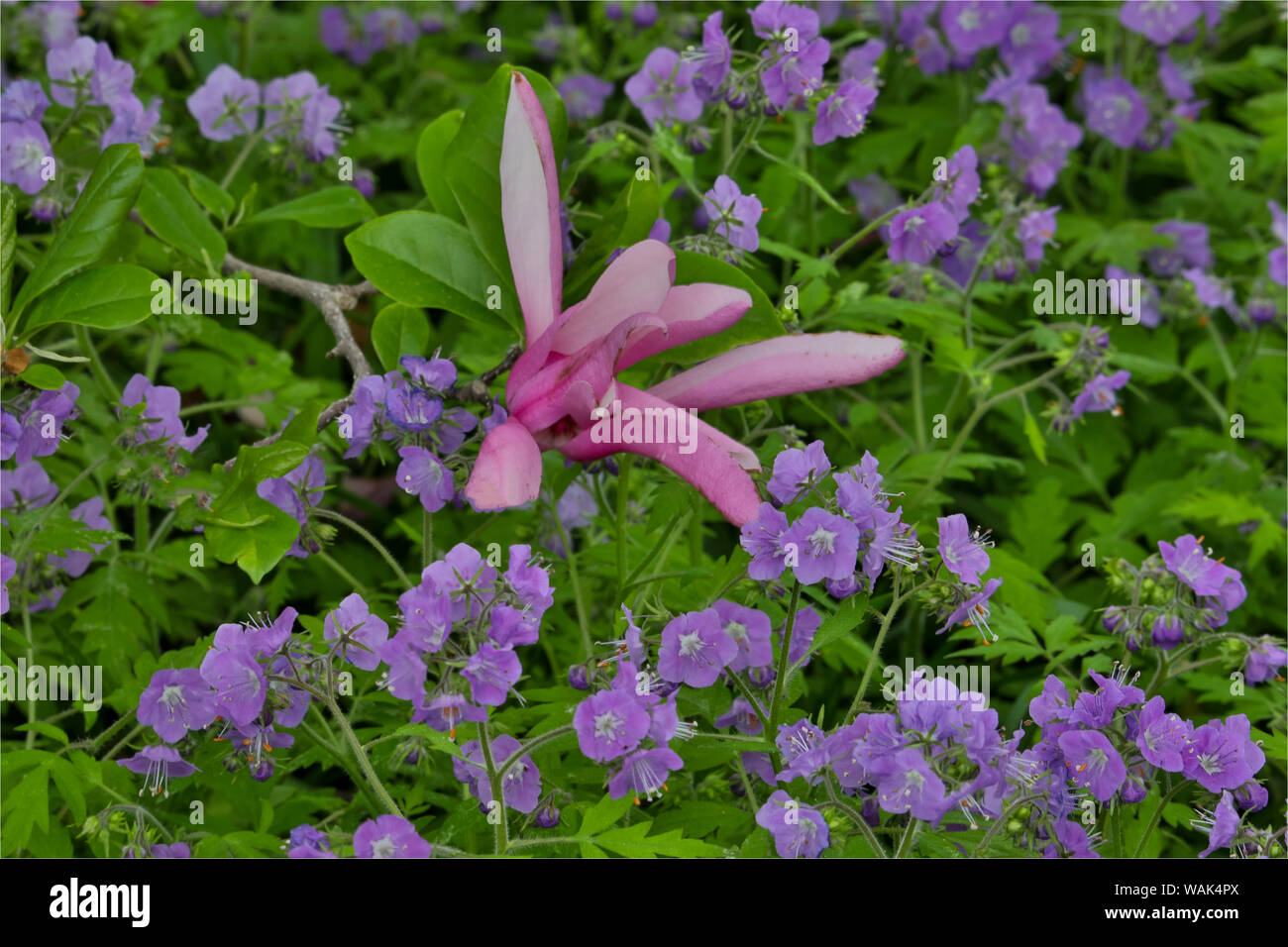 Jardin de printemps, Chanticleer, Wayne, New Jersey. Banque D'Images