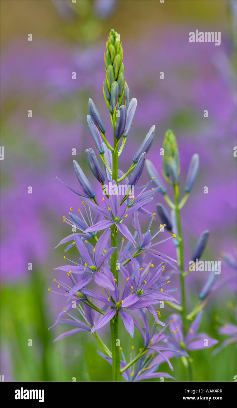 Camas le long terme de Bell Creek, Chanticleer Jardin, Wayne, New Jersey. Banque D'Images