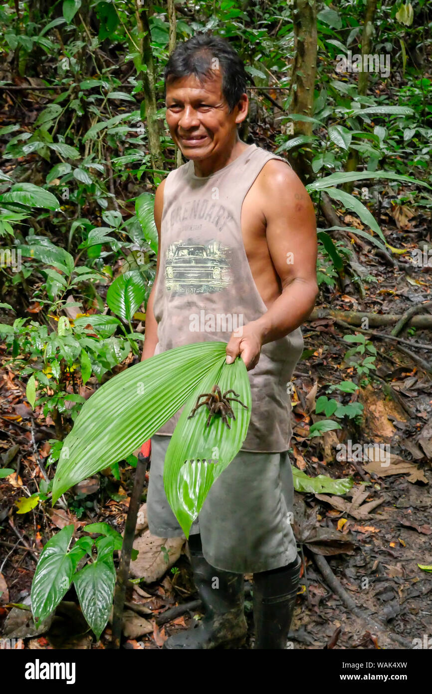 Parc national de l'Amazonie, au Pérou. Homme tenant une andrRed noir géant jungle tarantula (Pamphobeteus petersi) assis sur une grande feuille. (Usage éditorial uniquement) Banque D'Images