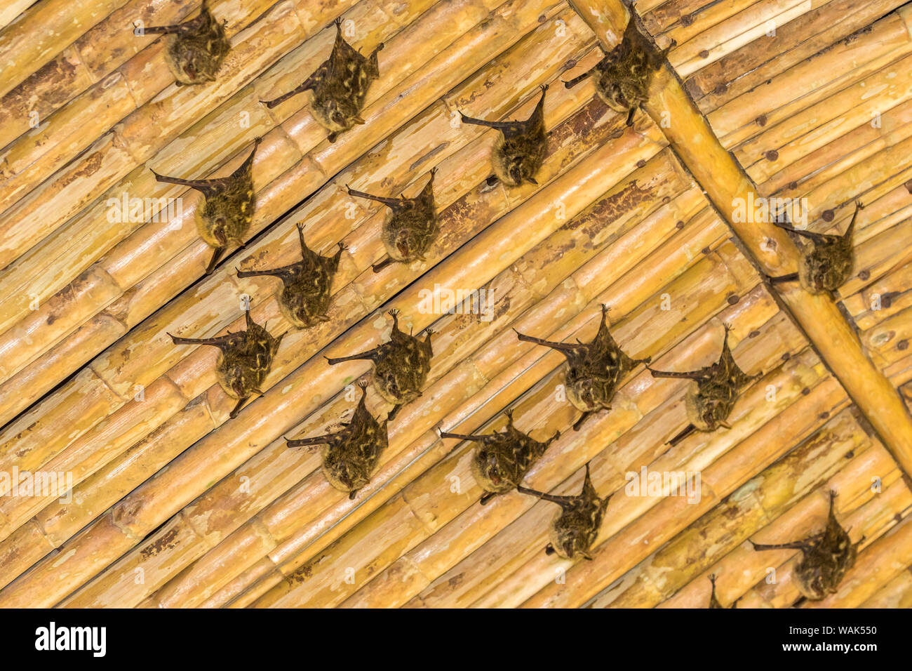 Le Costa Rica, la vallée de la rivière Sarapiqui. Les chauves-souris bec long se percher sur plafond en bambou. En tant que crédit : Cathy & Gordon Illg / Jaynes Gallery / DanitaDelimont.com Banque D'Images