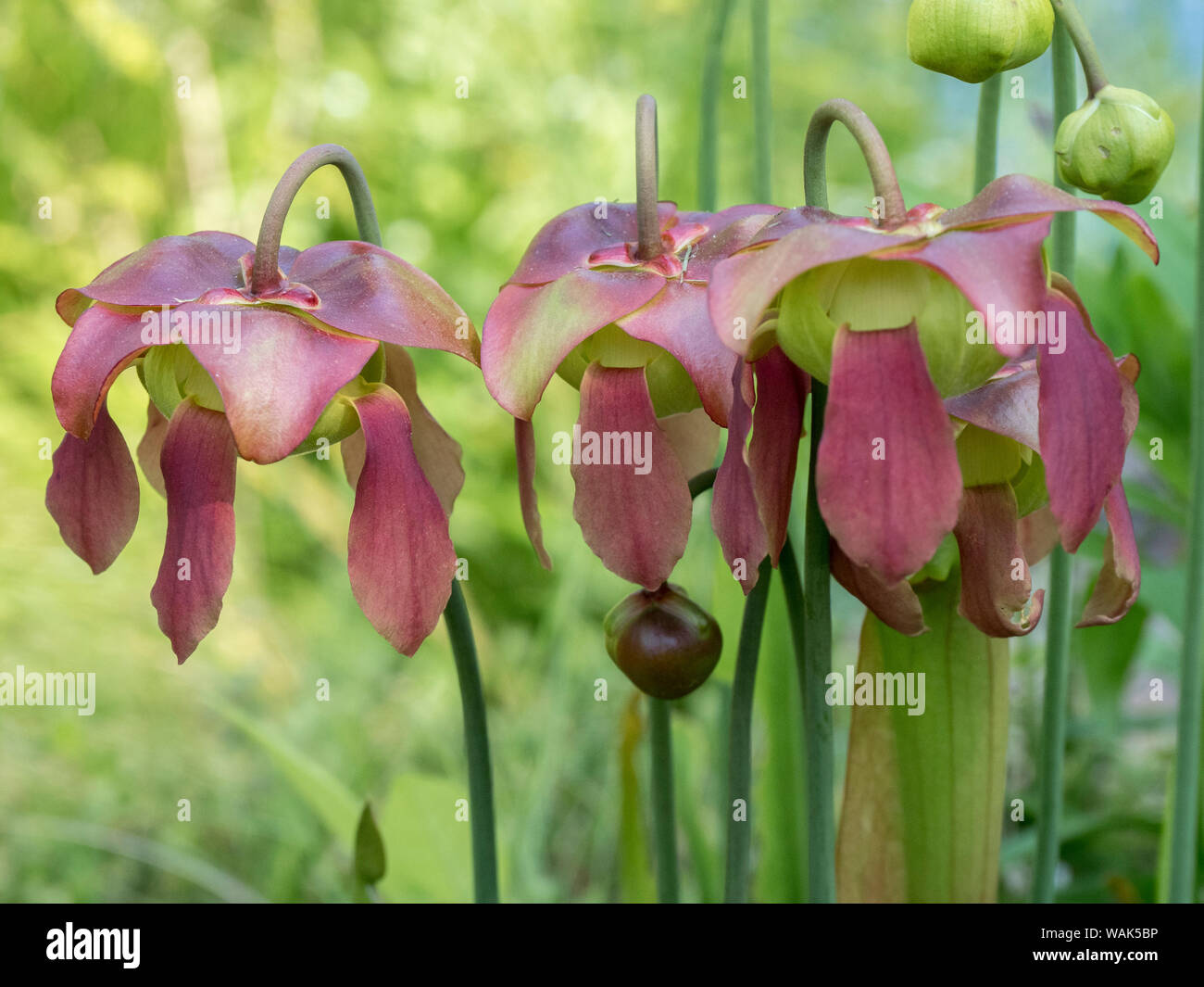Sarracenia flower Banque de photographies et d'images à haute résolution -  Alamy