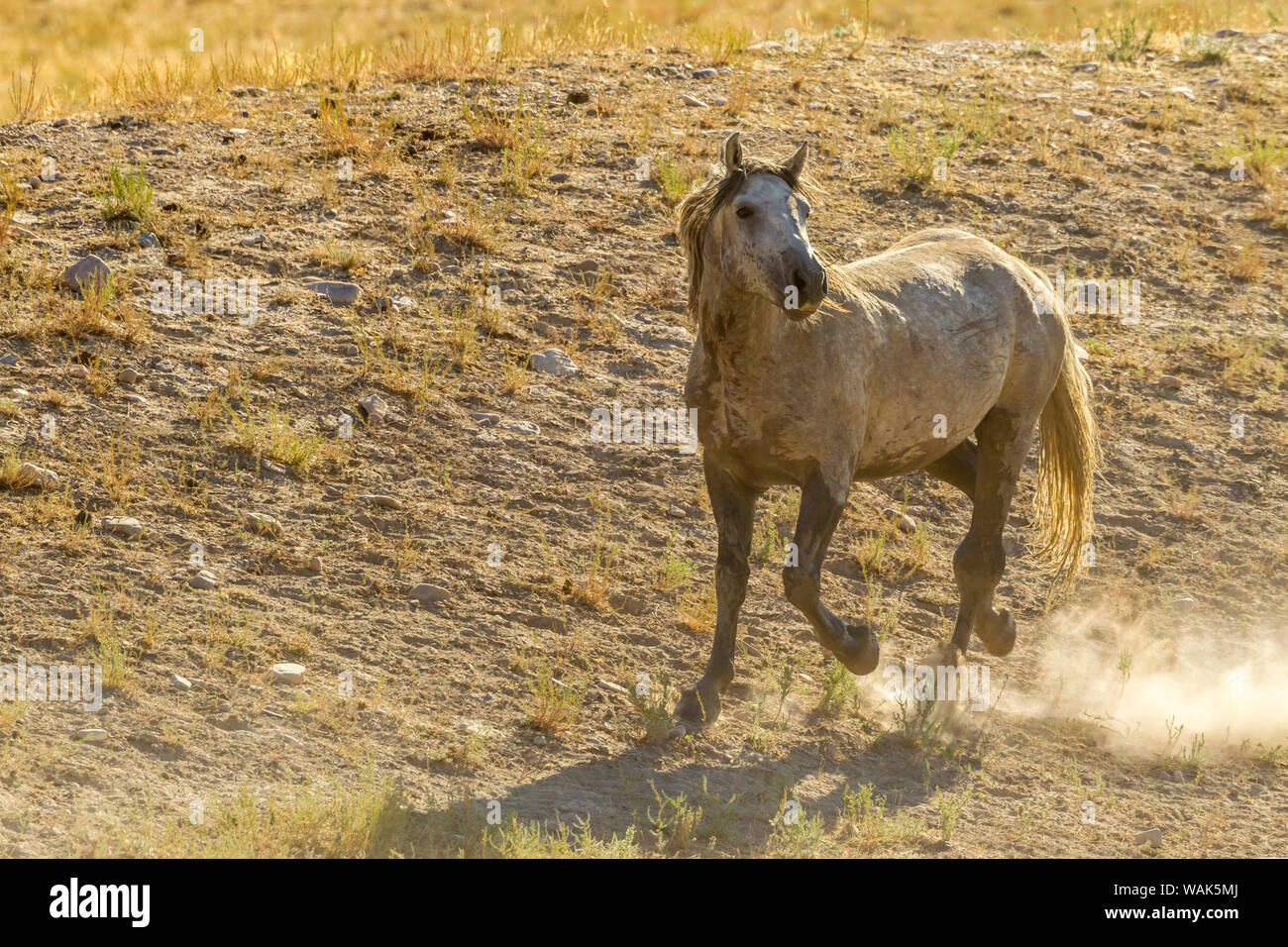 USA, Utah, Tooele Comté. Cheval sauvage adulte. En tant que crédit : Cathy et Gordon Illg / Jaynes Gallery / DanitaDelimont.com Banque D'Images