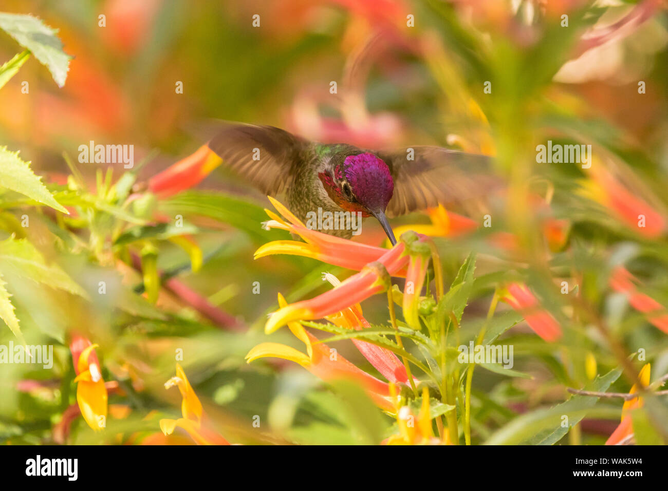 USA, Arizona, Arizona-Sonora Desert Museum. Anna's hummingbird mâle se nourrissant de lobelia. En tant que crédit : Cathy et Gordon Illg / Jaynes Gallery / DanitaDelimont.com Banque D'Images