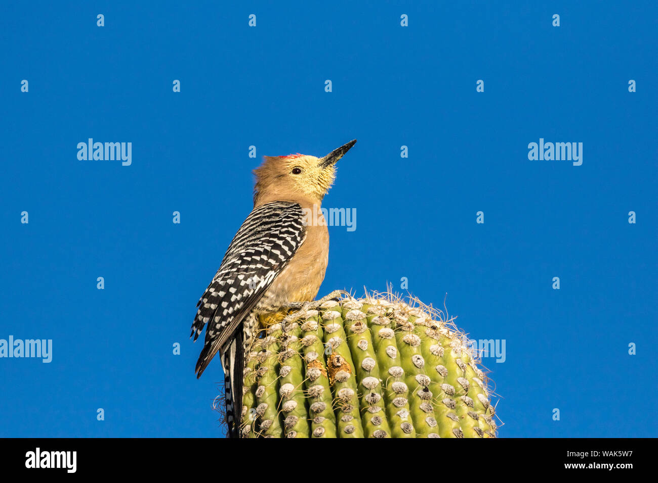 USA, Arizona, Sabino Canyon. Gila woodpecker avec tête couverte de pollen après l'alimentation. En tant que crédit : Cathy et Gordon Illg / Jaynes Gallery / DanitaDelimont.com Banque D'Images