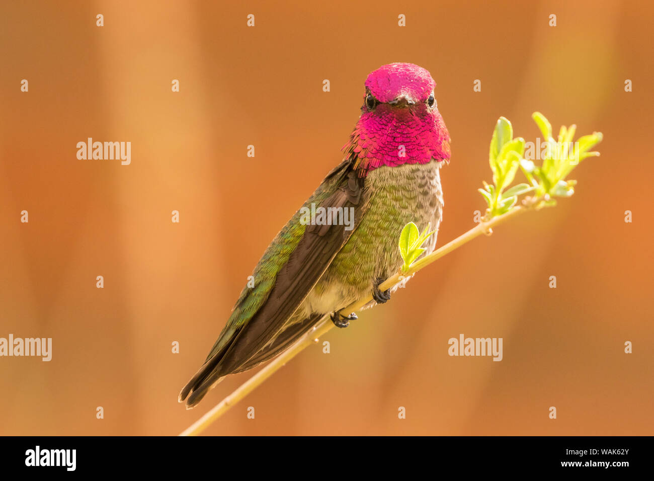 USA, Arizona, Arizona-Sonora Desert Museum. Anna's hummingbird mâle de s'afficher. En tant que crédit : Cathy et Gordon Illg / Jaynes Gallery / DanitaDelimont.com Banque D'Images