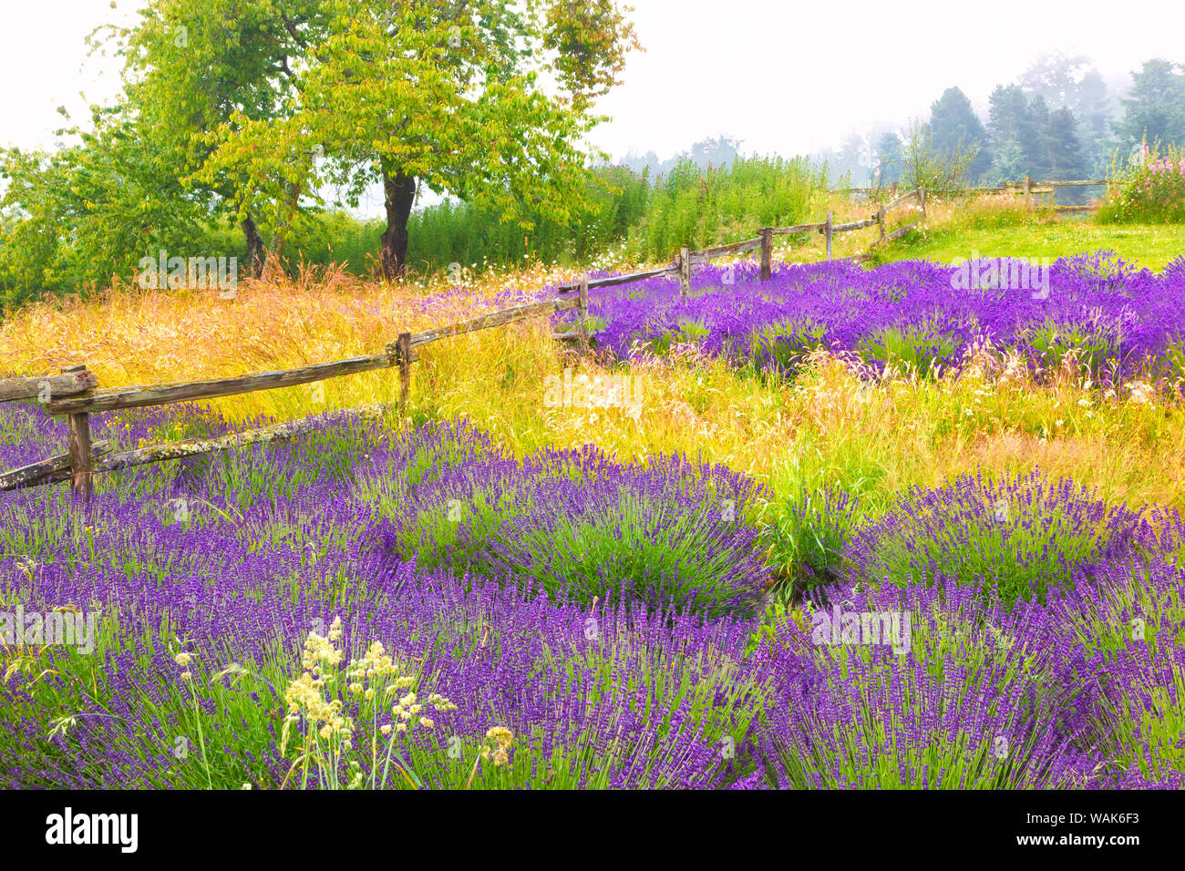 USA, Washington, Sequim. La lavande et d'arbres. En tant que crédit : Jim Nilsen / Jaynes Gallery / DanitaDelimont.com Banque D'Images