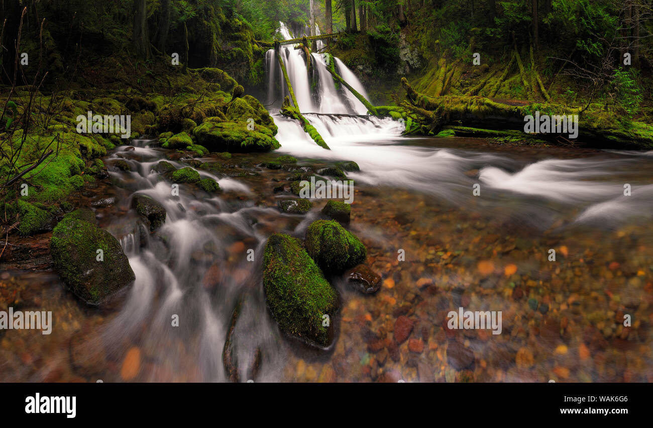 L'État de Washington, USA, Panther Creek Falls. Cascade et ruisseau. En tant que crédit : Jim Nilsen / Jaynes Gallery / DanitaDelimont.com Banque D'Images