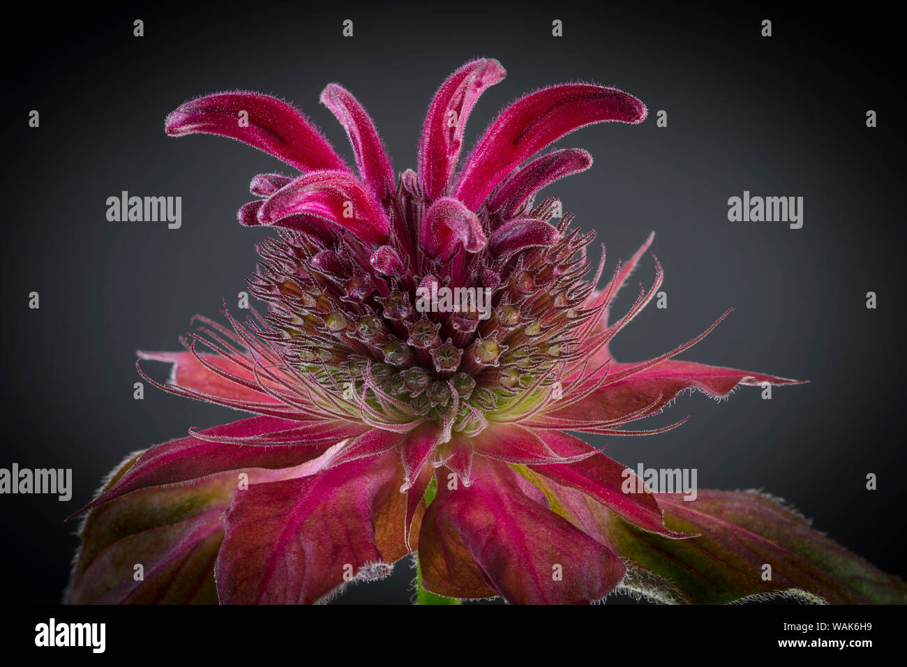 L'État de Washington, USA, Seabeck. Monardes flower close-up. En tant que crédit : Don Paulson / Jaynes Gallery / DanitaDelimont.com Banque D'Images
