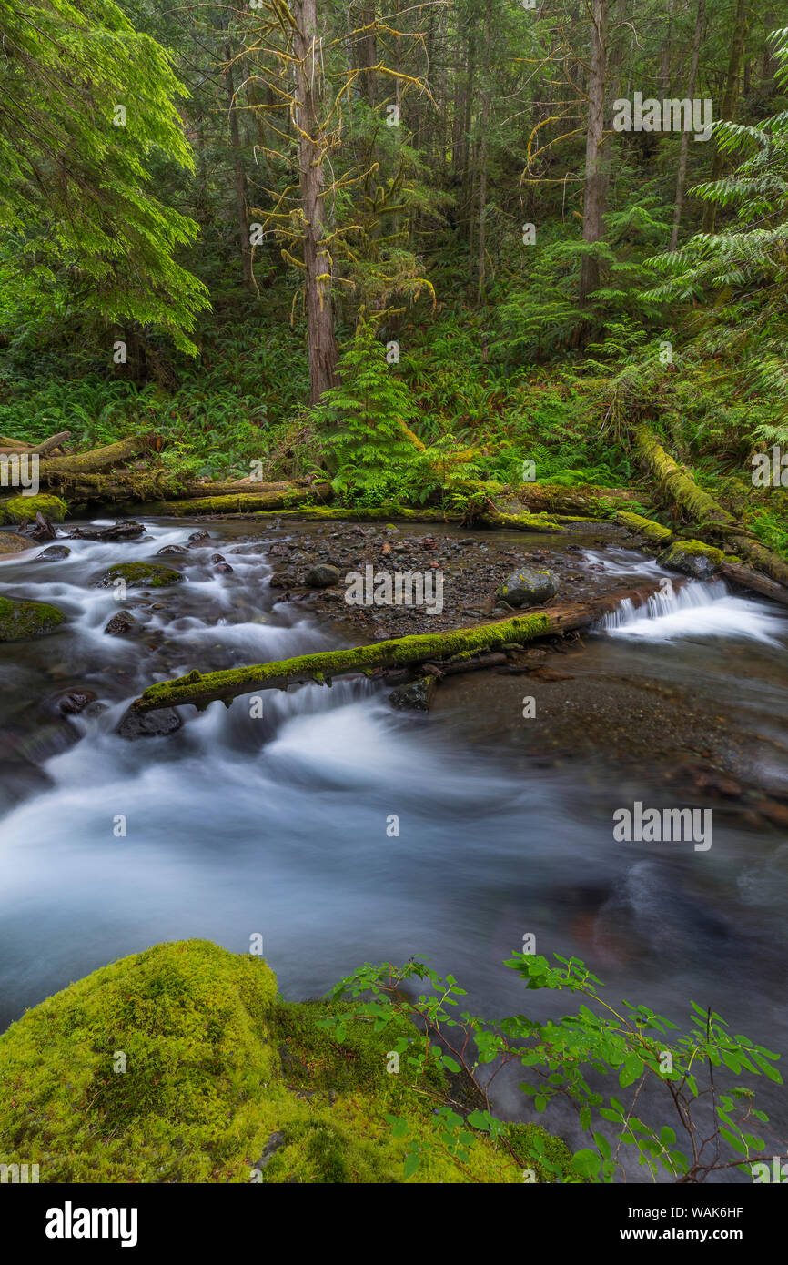 L'État de Washington, USA, Olympic National Forest. Big River rapids Quilcene. En tant que crédit : Don Paulson / Jaynes Gallery / DanitaDelimont.com Banque D'Images