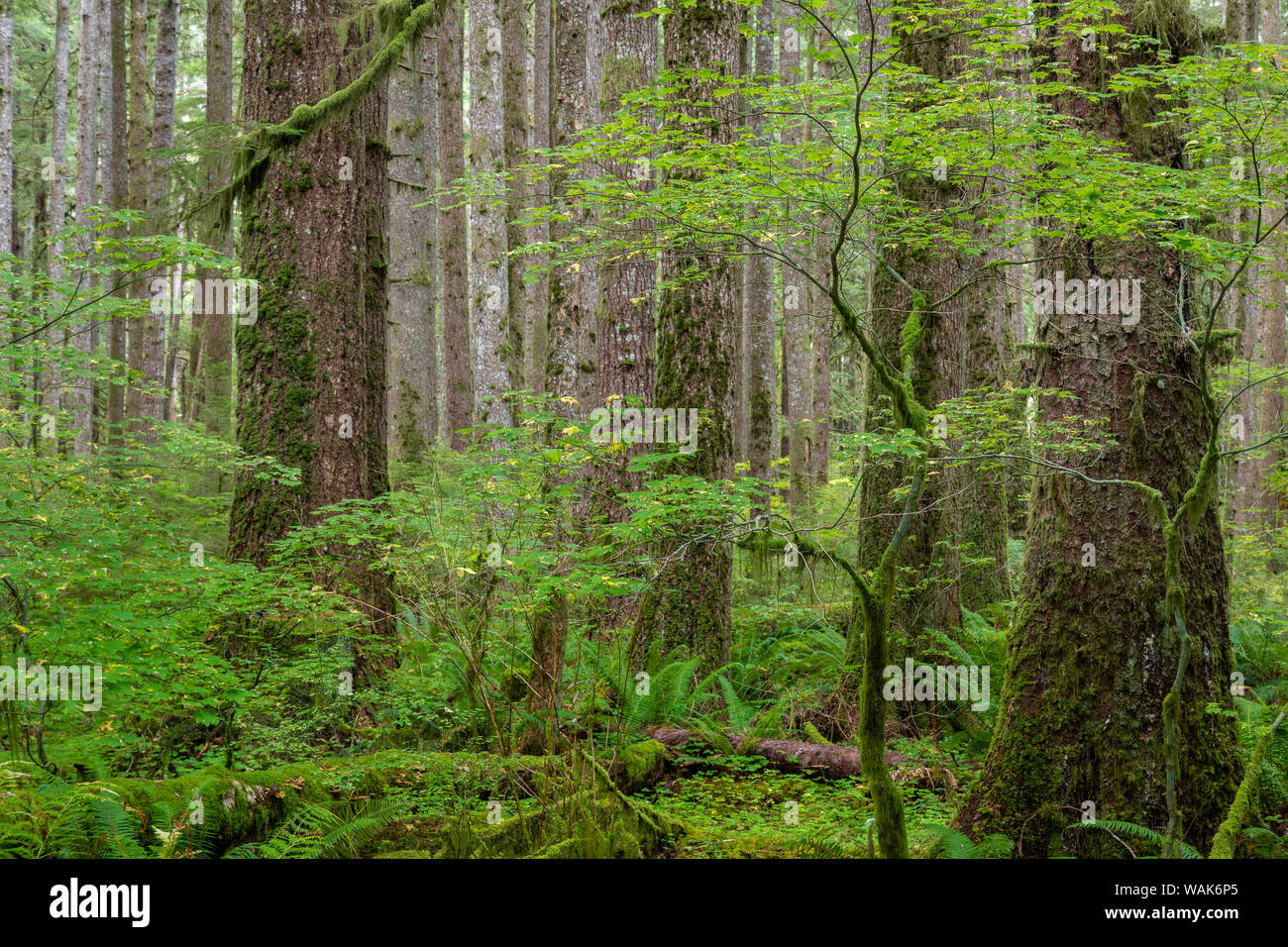 USA, l'État de Washington, l'Olympic National Park. Panoramique de la forêt. En tant que crédit : Don Paulson / Jaynes Gallery / DanitaDelimont.com Banque D'Images