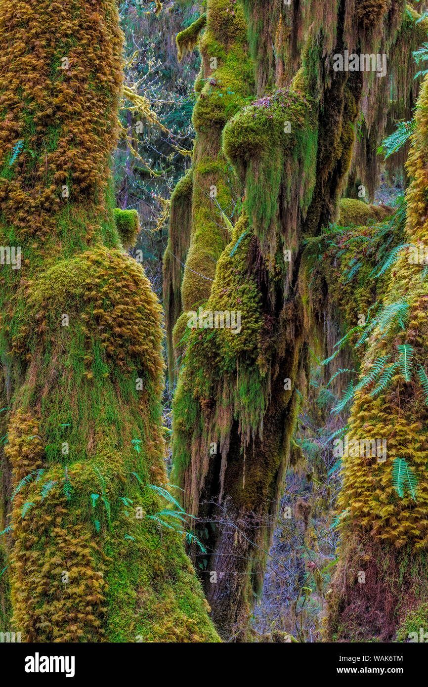 Hall de mousses dans la forêt tropicale de Hoh, Olympic National Park, Washington State, USA Banque D'Images