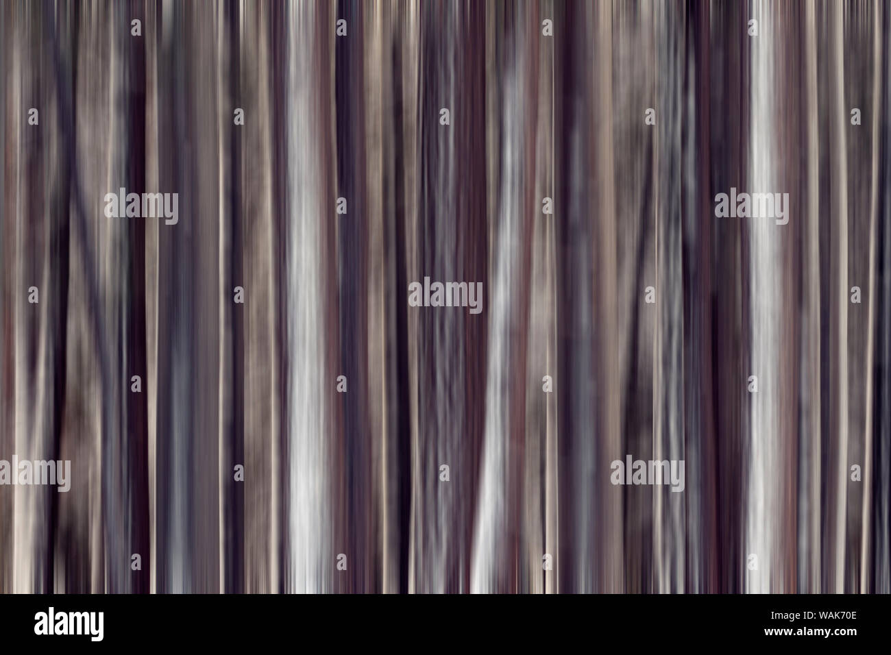 États-unis, Californie, la Sierra Nevada. Résumé des troncs de pins après tempête de neige. En tant que crédit : Dennis Flaherty / Jaynes Gallery / DanitaDelimont.com Banque D'Images