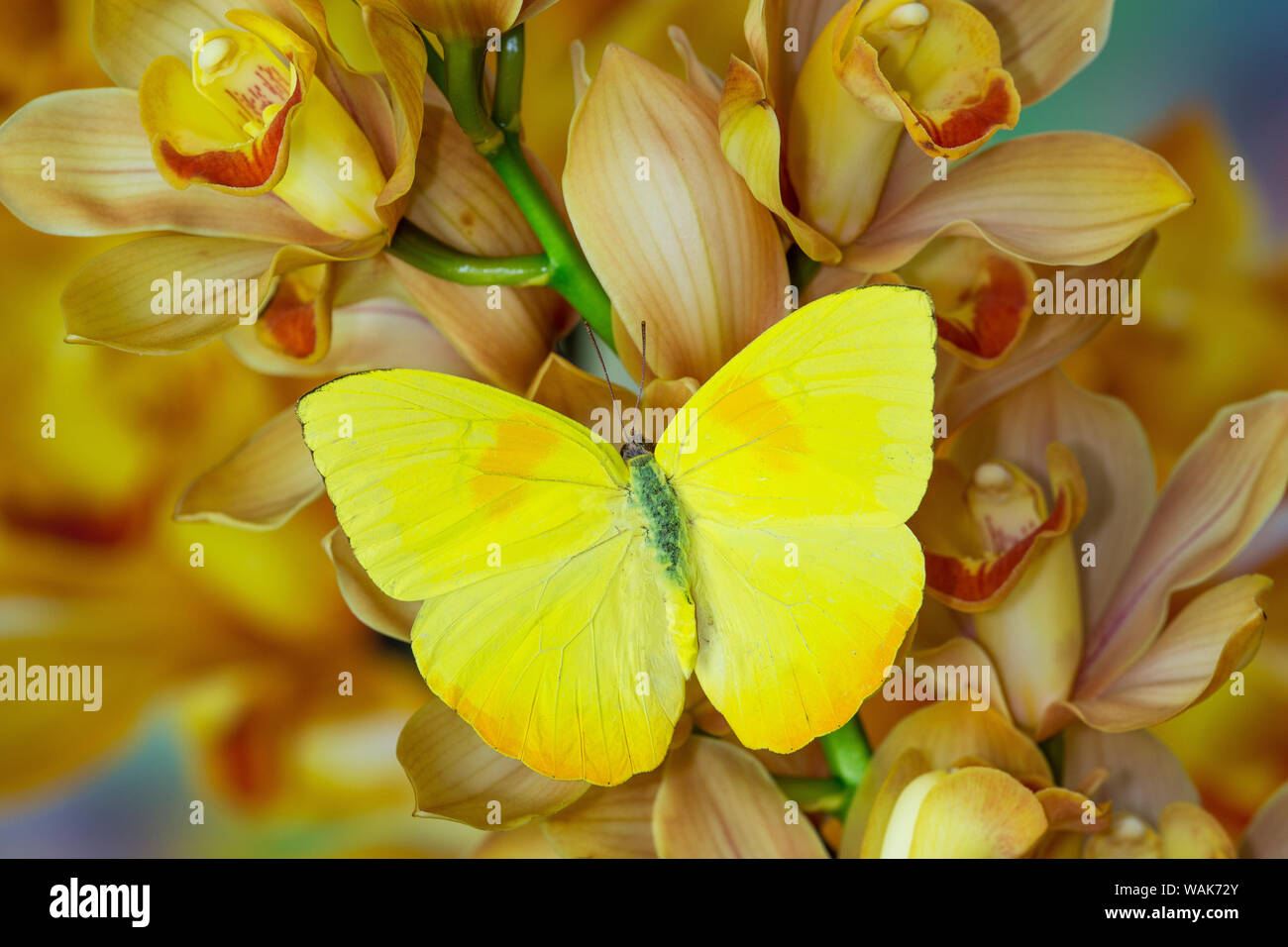 Papillon jaune sur grand golden cymbidium orchid Banque D'Images