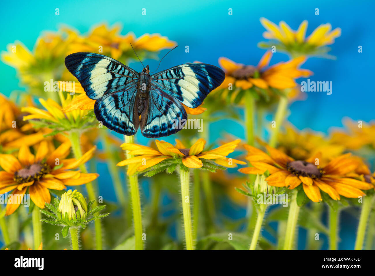 Papillon Tropical, Panacea procilla, sur hirta daisies Banque D'Images