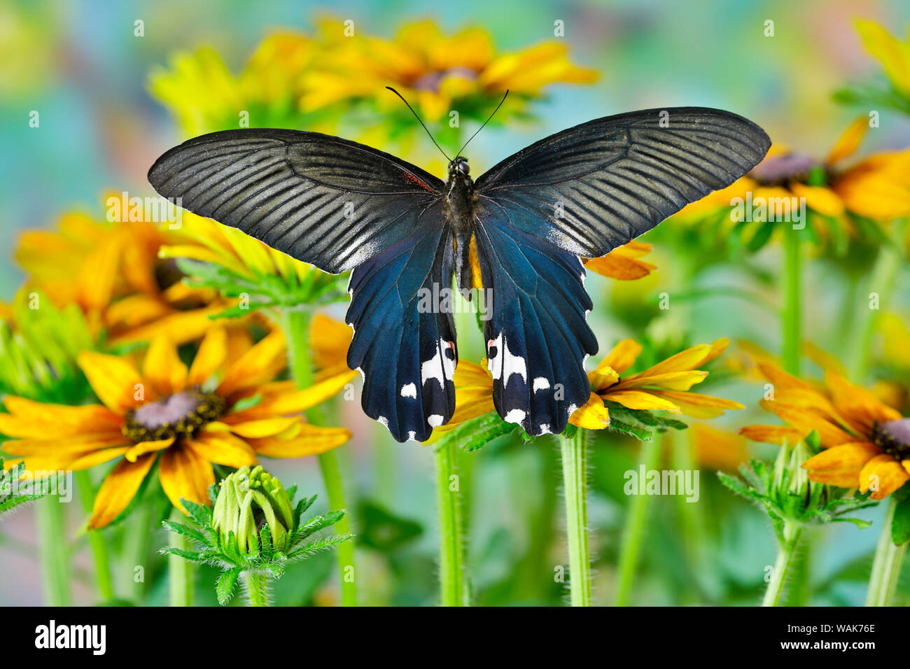 Papillon Tropical, Papilio alcemenor leucoclis. f, sur hirta daisies Banque D'Images
