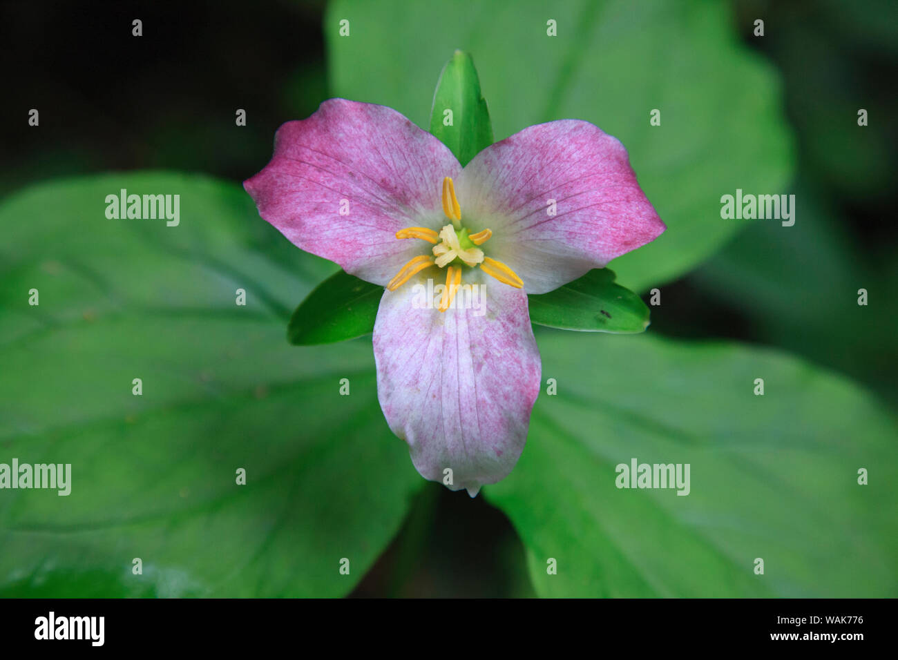 Le Trillium est une floraison vivace plante originaire des régions tempérées de l'Amérique du Nord et en Asie. Banque D'Images