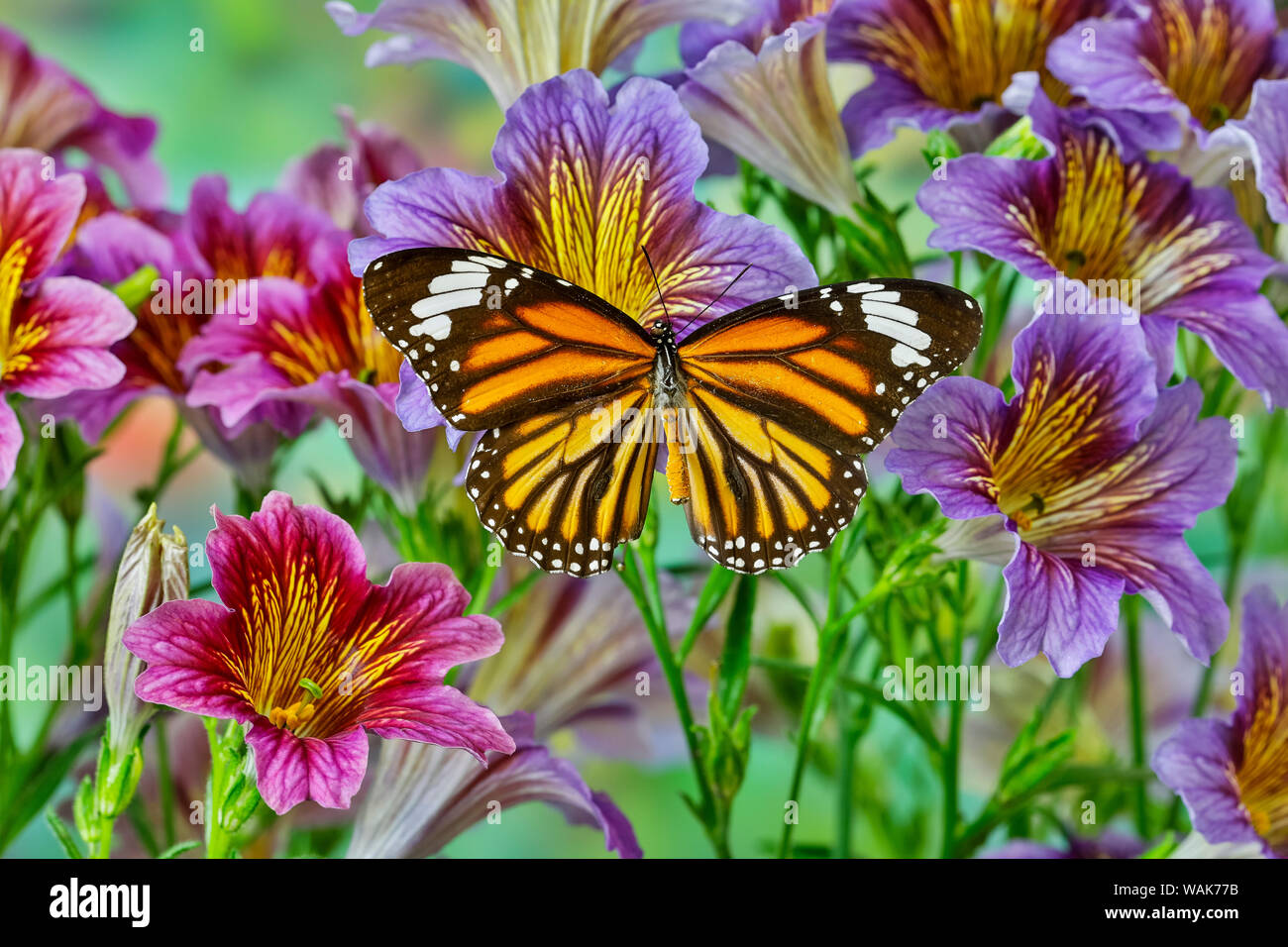 Papillon de l'Amérique du Nord le monarque sur peint violet fleurs langue maternelle Banque D'Images
