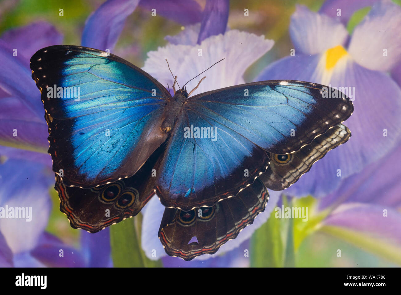 Papillon morpho bleu avec la réflexion avec Dutch iris Banque D'Images