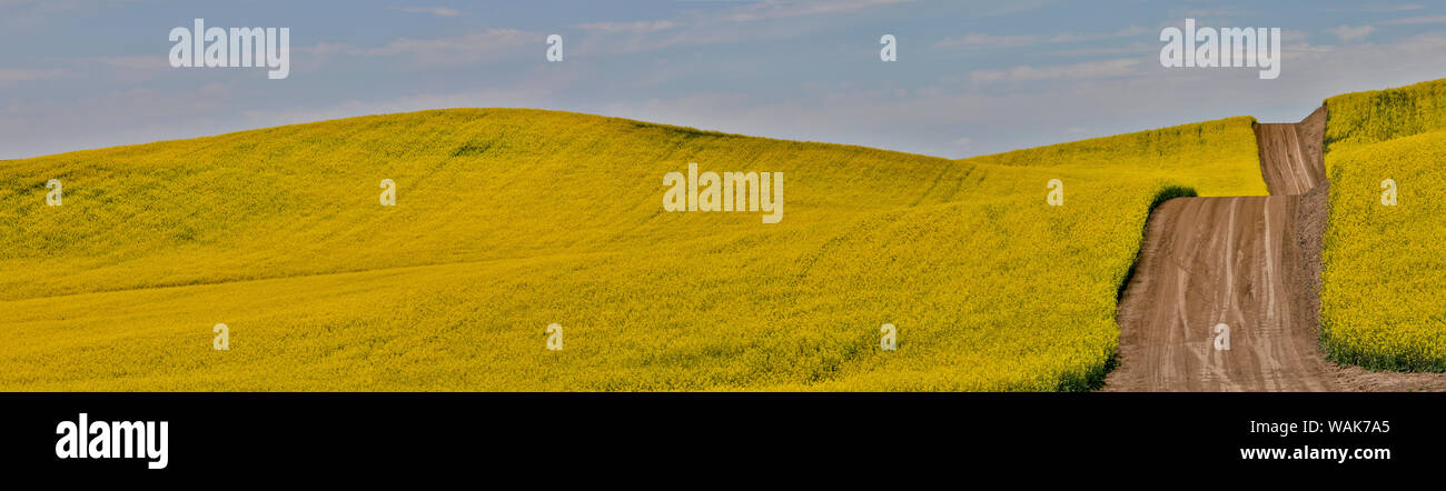 Route de terre coupant à travers champ de canola dans l'Est de Washington près de Kamak Butte Banque D'Images