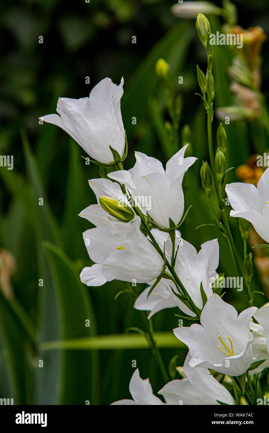 250 Graines Campanula Canterbury Bells - Fleurs Blanches En Clochettes - Jardin Extérieur