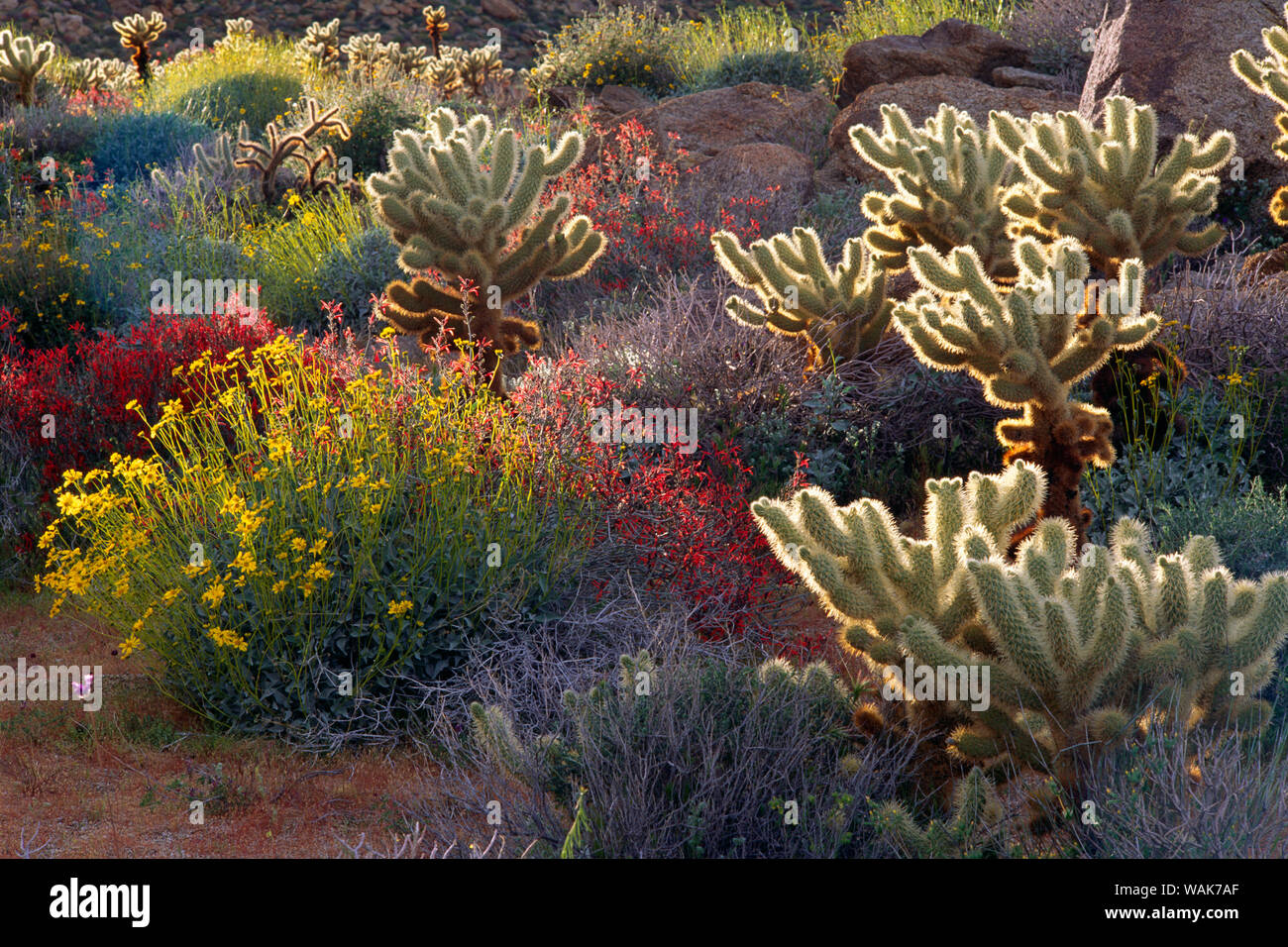 Rétroéclairage Brittlebush, Jumping Cholla, Chuparosa et en fleurs près de Plum Canyon, Anza-Borrego Desert State Park, Californie, USA. Banque D'Images