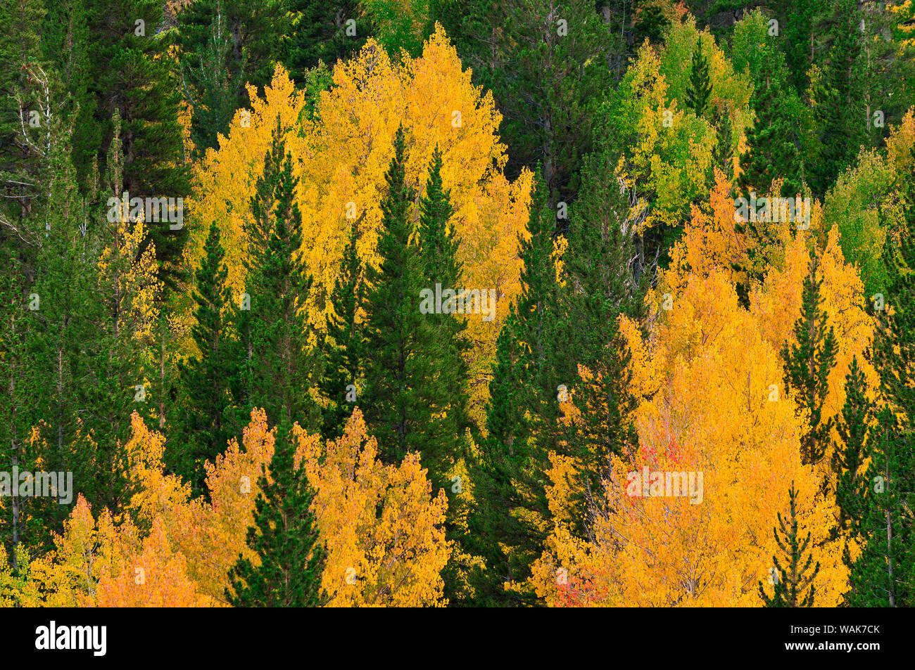 Les trembles de l'automne et de pins le long du ruisseau de l'évêque, Inyo National Forest, la Sierra Nevada, en Californie, USA. Banque D'Images