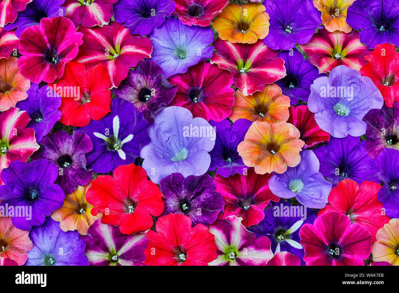 Variété de pétunia fleurs en motif, Sammamish, Washington State. Banque D'Images
