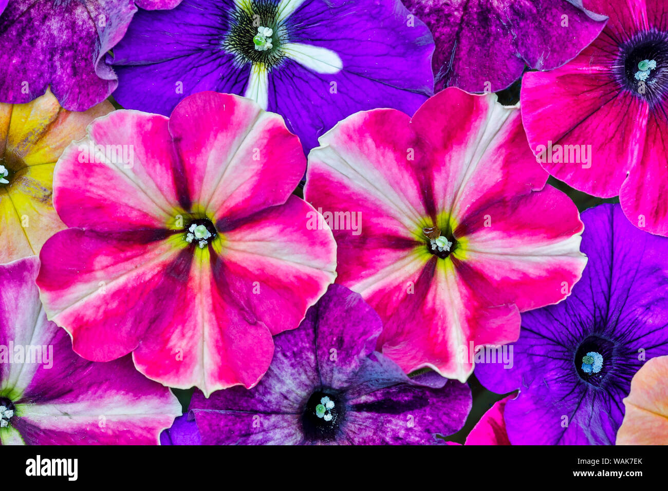 Variété de pétunia fleurs en motif, Sammamish, Washington State. Banque D'Images