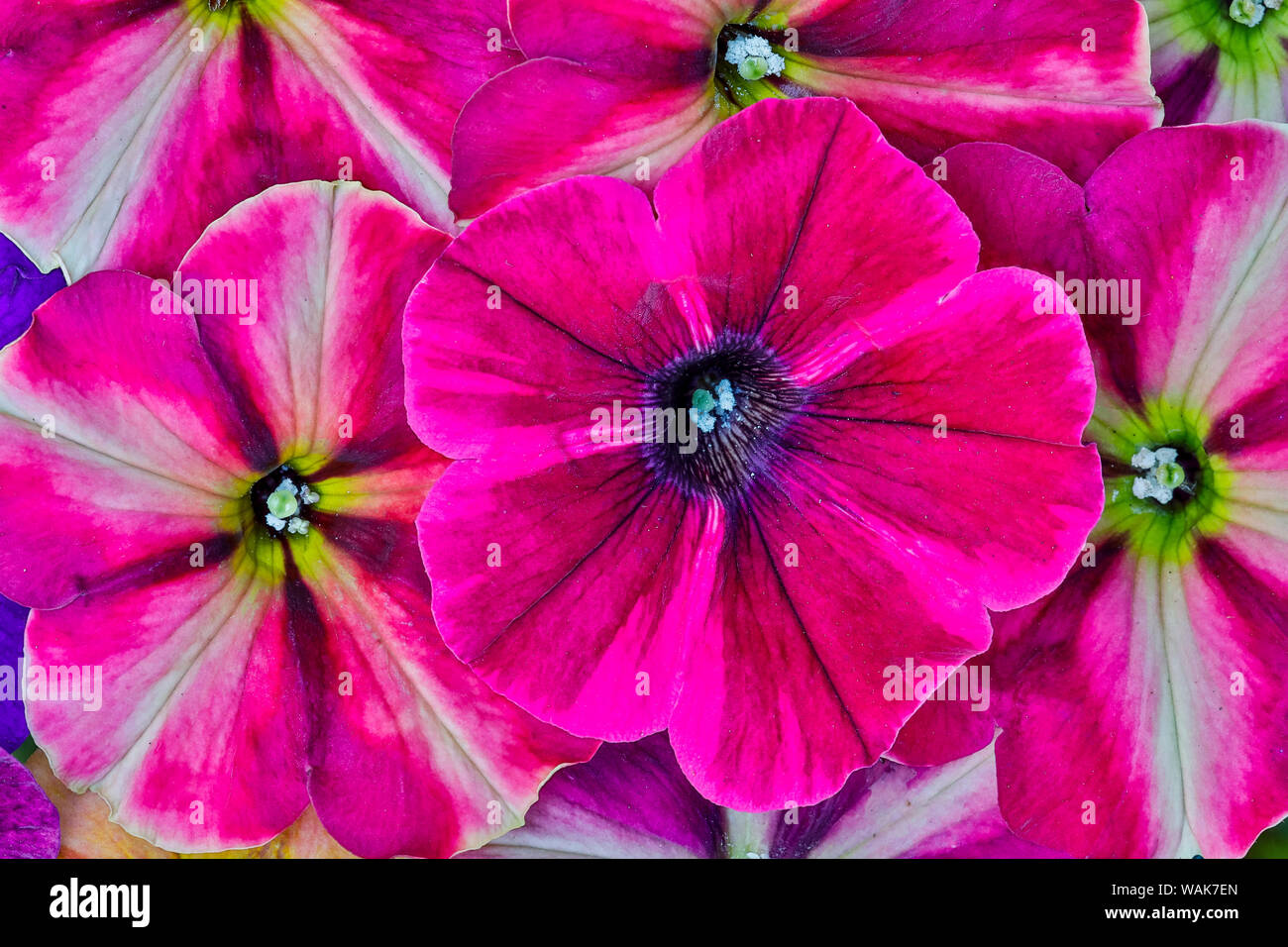 Variété de pétunia fleurs en motif, Sammamish, Washington State. Banque D'Images