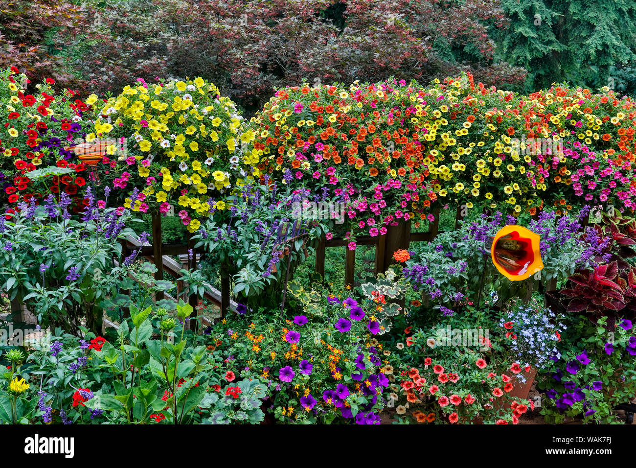 Jardin en fleurs, Sammamish, Washington State. Banque D'Images