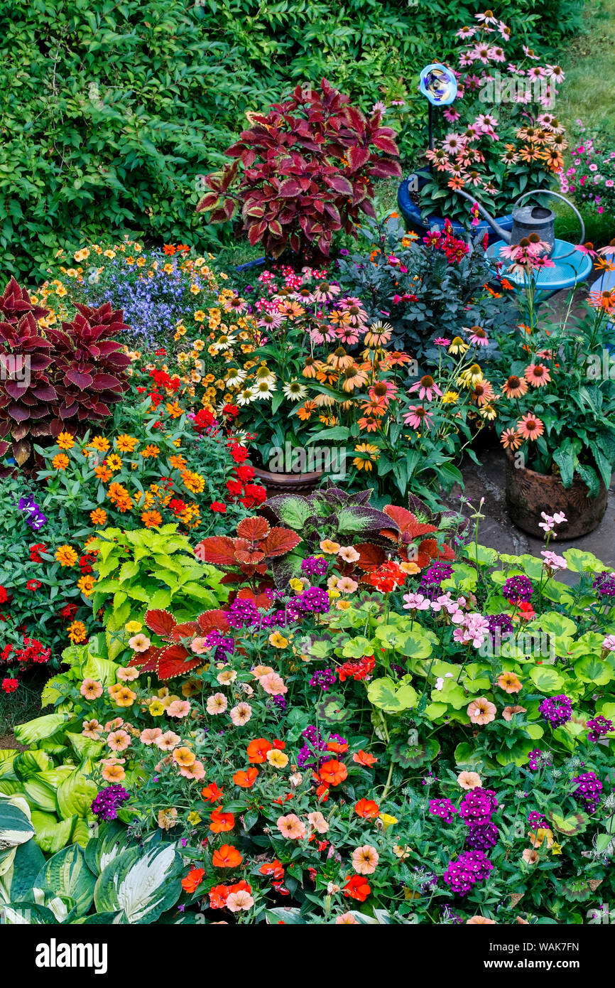 Jardin en fleurs, Sammamish, Washington State. Banque D'Images
