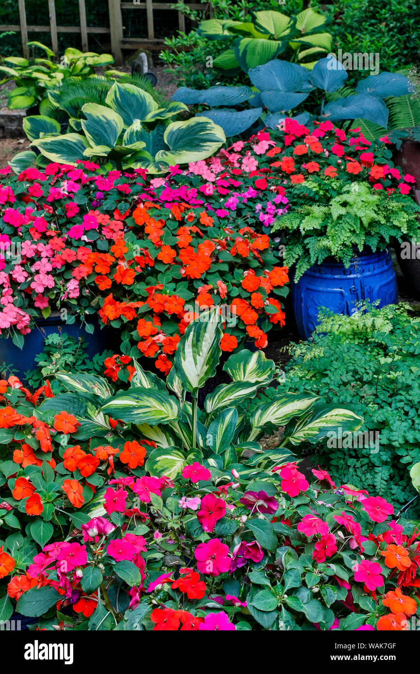 Jardin en fleurs, Sammamish, Washington State. Banque D'Images