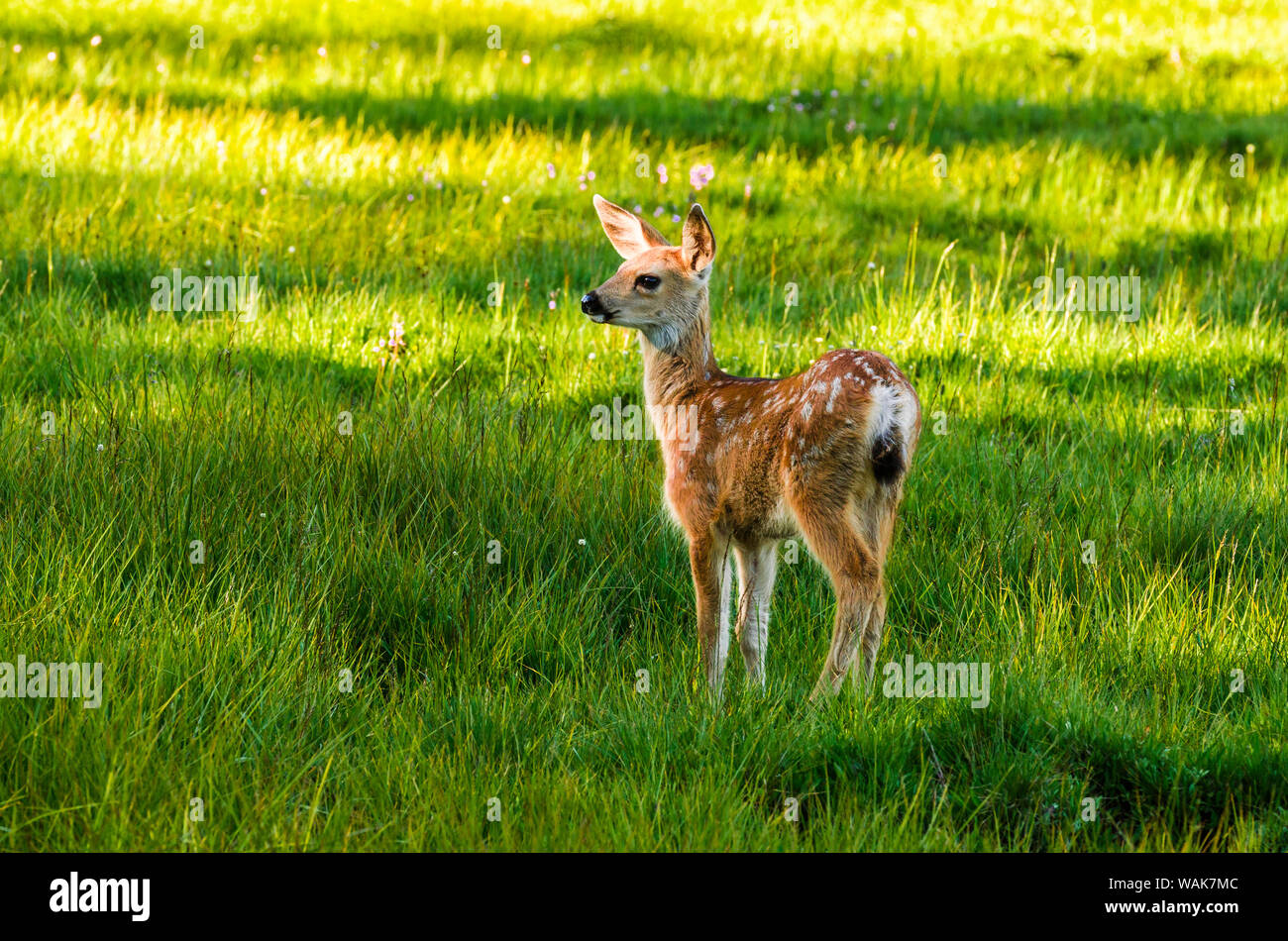 Jeune cerf mulet (faon), Prairies Tuolumne, Yosemite National Park, California, USA. Banque D'Images