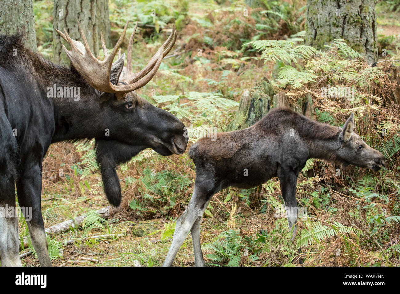 L'État de Washington, d'Eatonville, USA. Bull Moose et son veau dans le nord-ouest de Trek Wildlife Park Banque D'Images