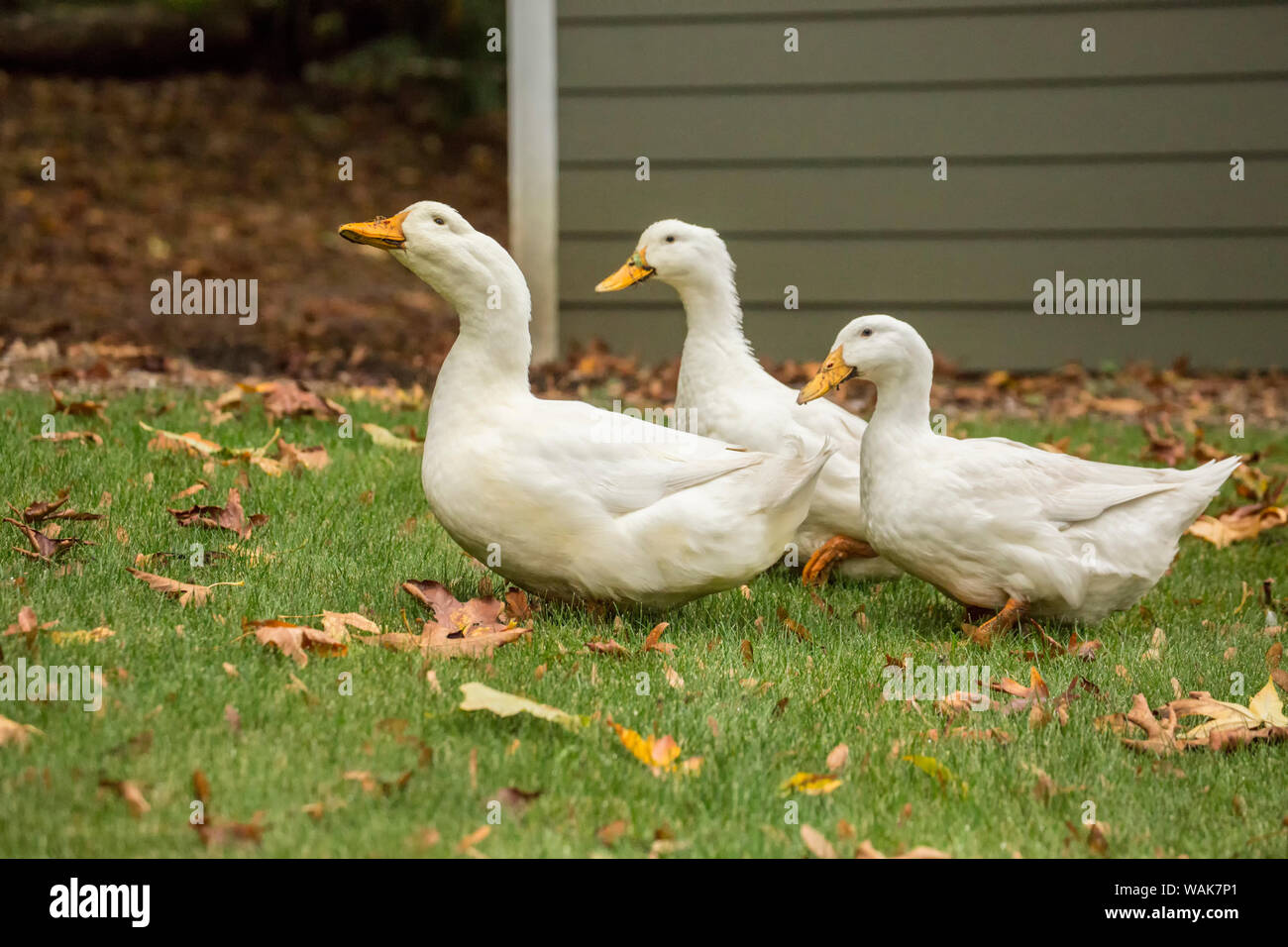 Issaquah, Washington State, USA. Trois de canards de Pékin domestique en flânant dans le jardin et manger comme ils vont. (PR) Banque D'Images