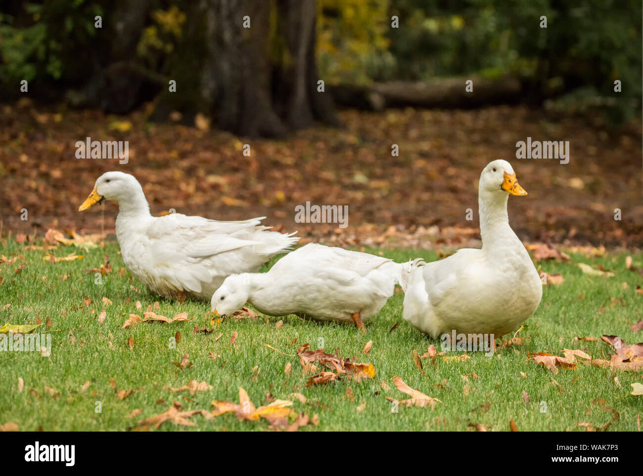 Issaquah, Washington State, USA. Trois de canards de Pékin domestique en flânant dans le jardin et manger comme ils vont. (PR) Banque D'Images