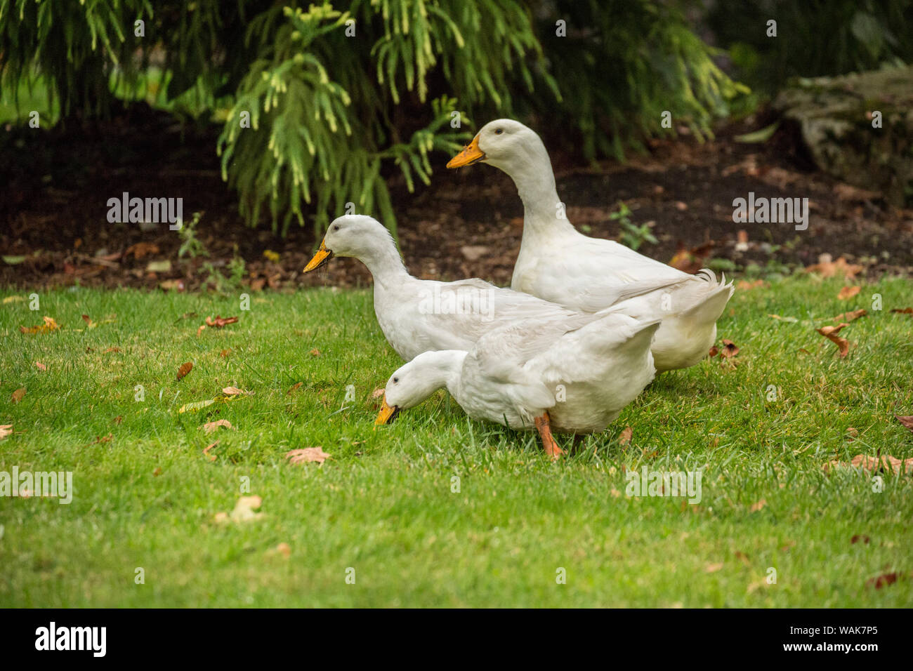 Issaquah, Washington State, USA. Trois de canards de Pékin domestique en flânant dans le jardin et manger comme ils vont. (PR) Banque D'Images