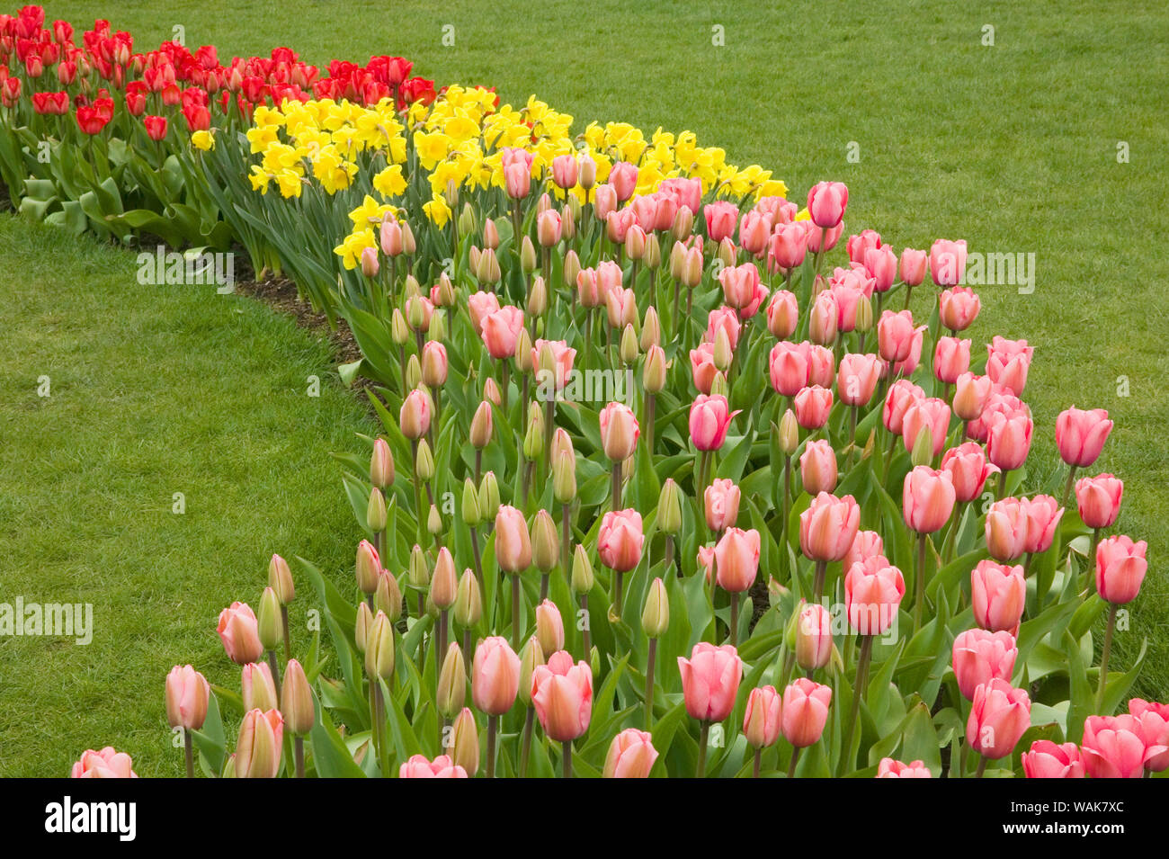 Mount Vernon, Washington State, USA. Ligne incurvée de tulipes et de jonquilles, avec l'avant-plan d'impression Rose tulipes, terrain de valeur Standard jonquilles, et à l'arrière de l'impression rouge tulipes. Banque D'Images
