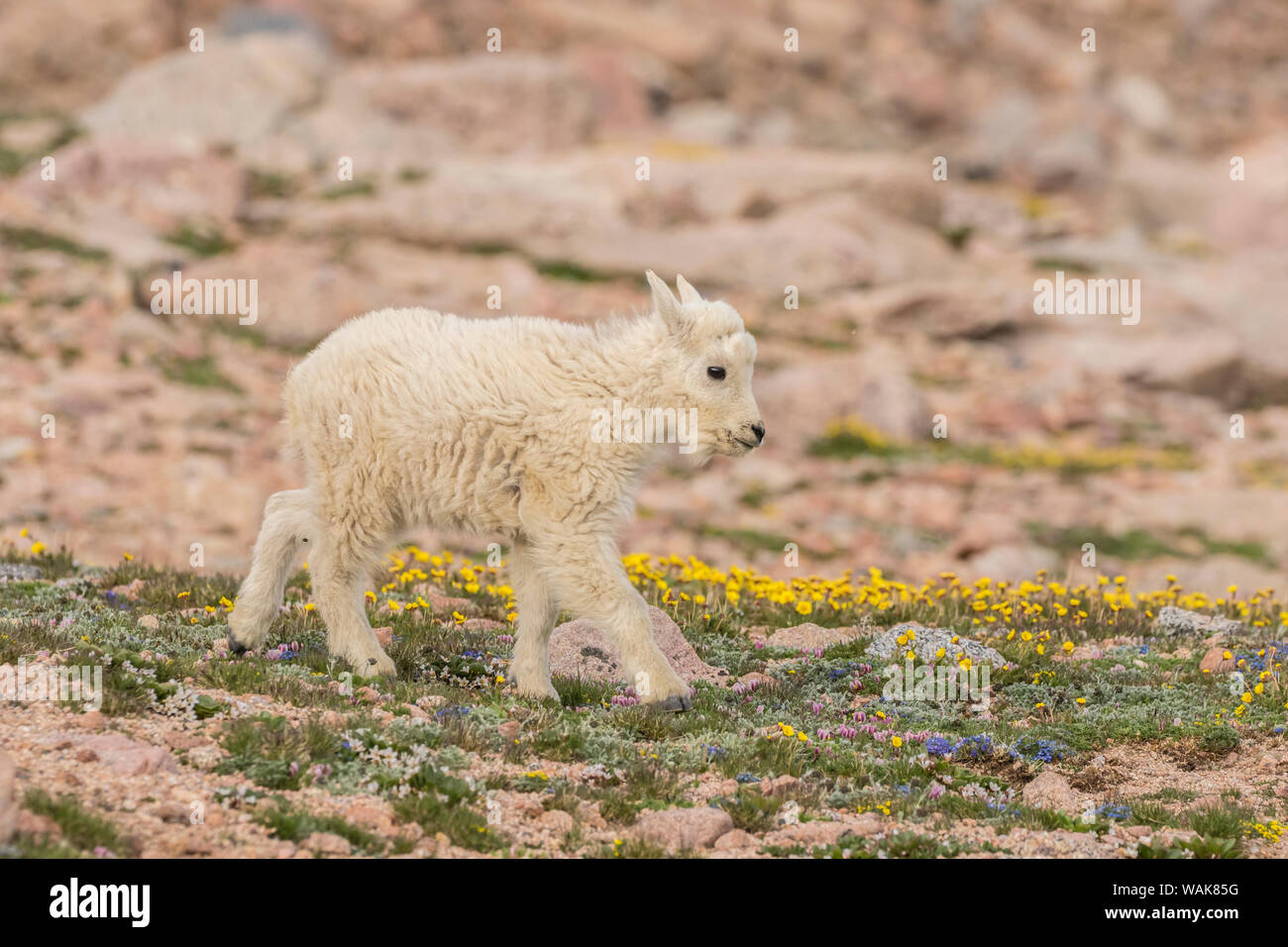 USA, Colorado, Mt. Evans. La chèvre de montagne kid. En tant que crédit : Cathy et Gordon Illg / Jaynes Gallery / DanitaDelimont.com Banque D'Images