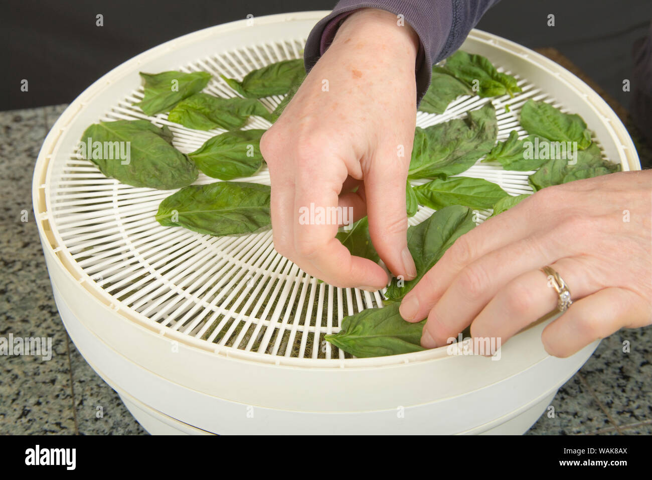 Femme mise sur un basilic brut bouteille étagère à sécher dans une bouilloire bouteille déshydratante. (MR) Banque D'Images