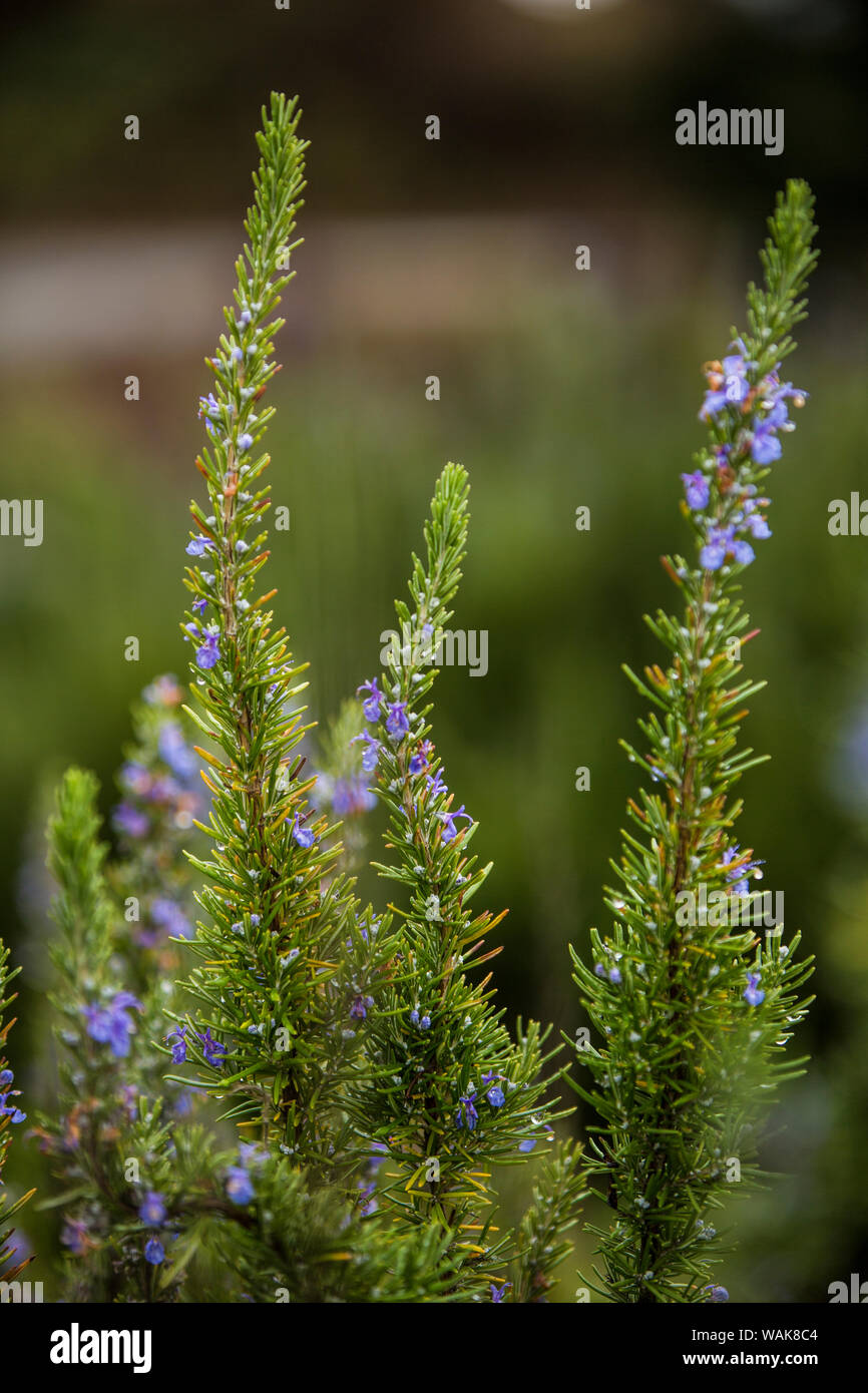 Bremerton, Washington State. Tall heather rosemary avec fleurs violettes Banque D'Images