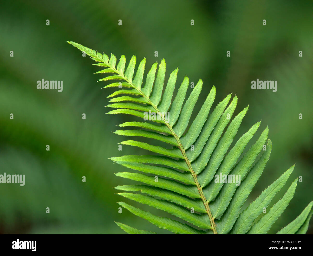 USA, l'État de Washington. Western sword fern Banque D'Images