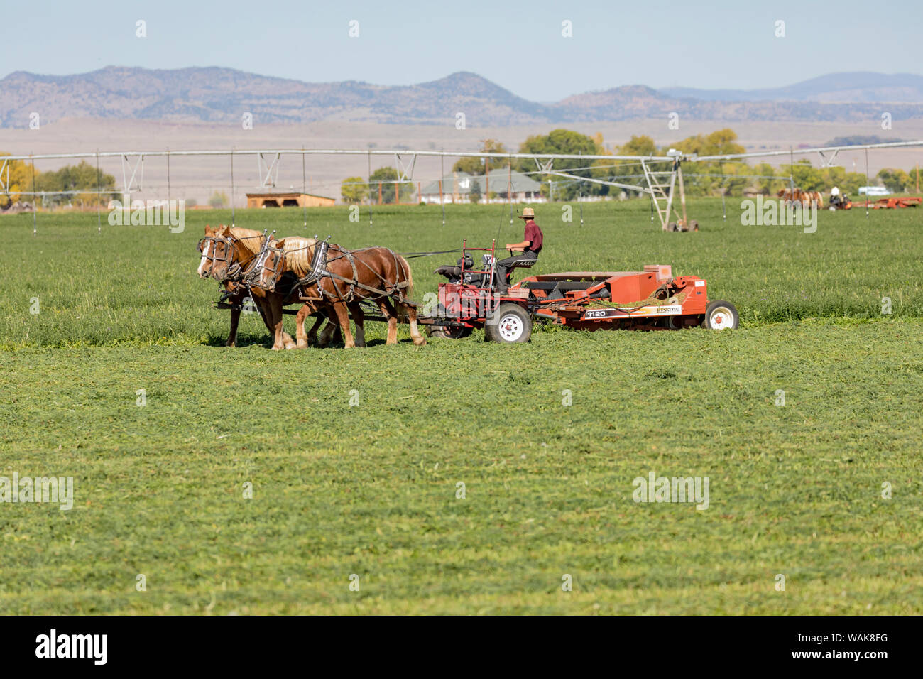 USA, Colorado, Monte Vista. Fermier Amish fenaison en automne. En tant que crédit : Fred Seigneur / Jaynes Gallery / DanitaDelimont.com Banque D'Images