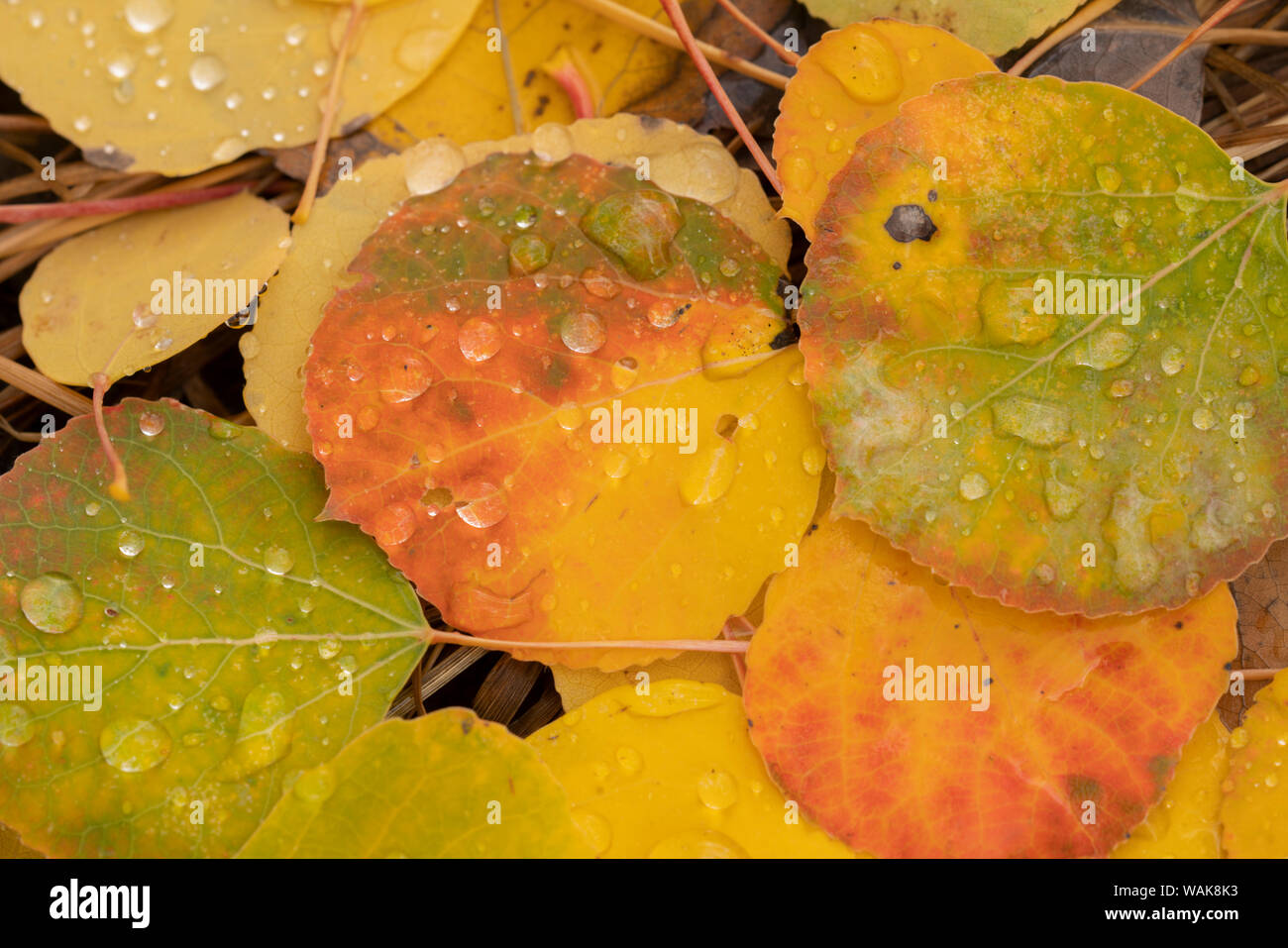 USA, Colorado, Gunnison National Forest. Gouttes de pluie sur les feuilles d'automne tombées tremble. En tant que crédit : Don Grall / Jaynes Gallery / DanitaDelimont.com Banque D'Images