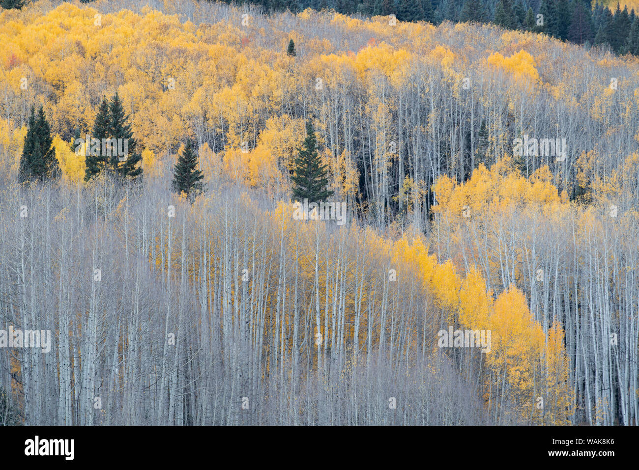 USA, Colorado, Gunnison National Forest. Tremble forêt en automne. En tant que crédit : Don Grall / Jaynes Gallery / DanitaDelimont.com Banque D'Images