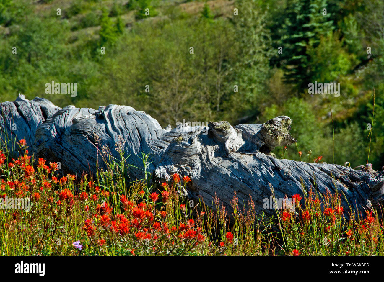 Indian paintbrush, troncs, feuilles persistantes, Mont Saint Helens Monument Volcanique National, l'État de Washington, USA. Banque D'Images