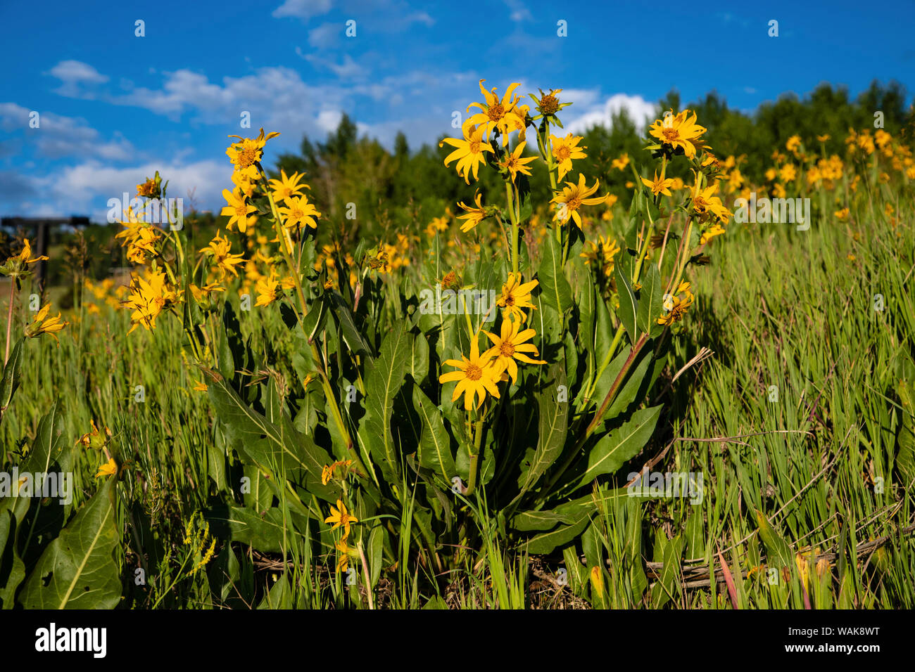 L'oreille de Mule (Wyethia arizonica) dans les Rocheuses. Banque D'Images