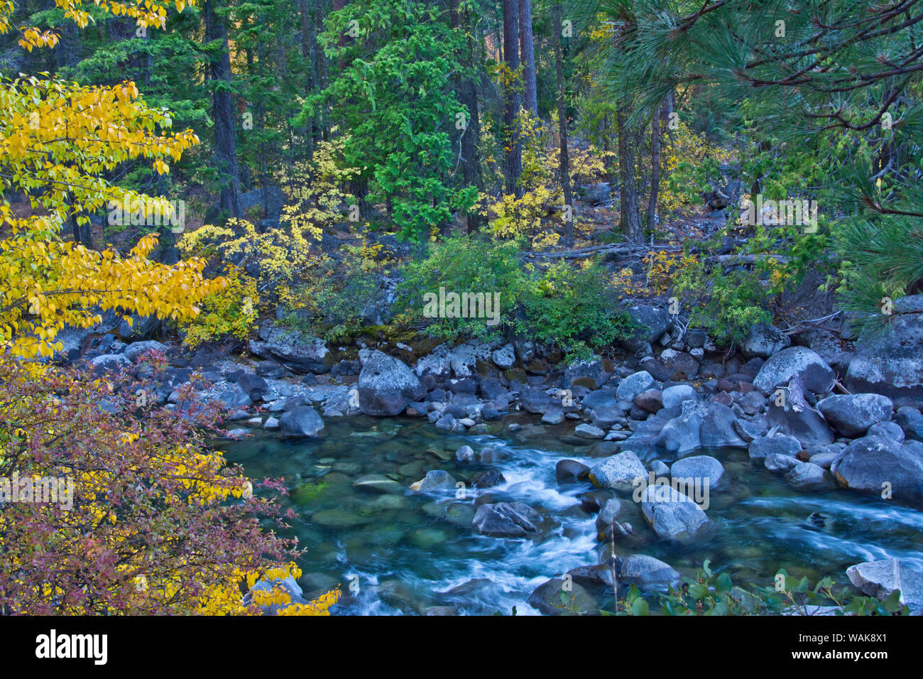 Feuillage de l'automne, Icicle Creek et de Canyon, forêt nationale de Wenatchee, Washington State, USA. Banque D'Images