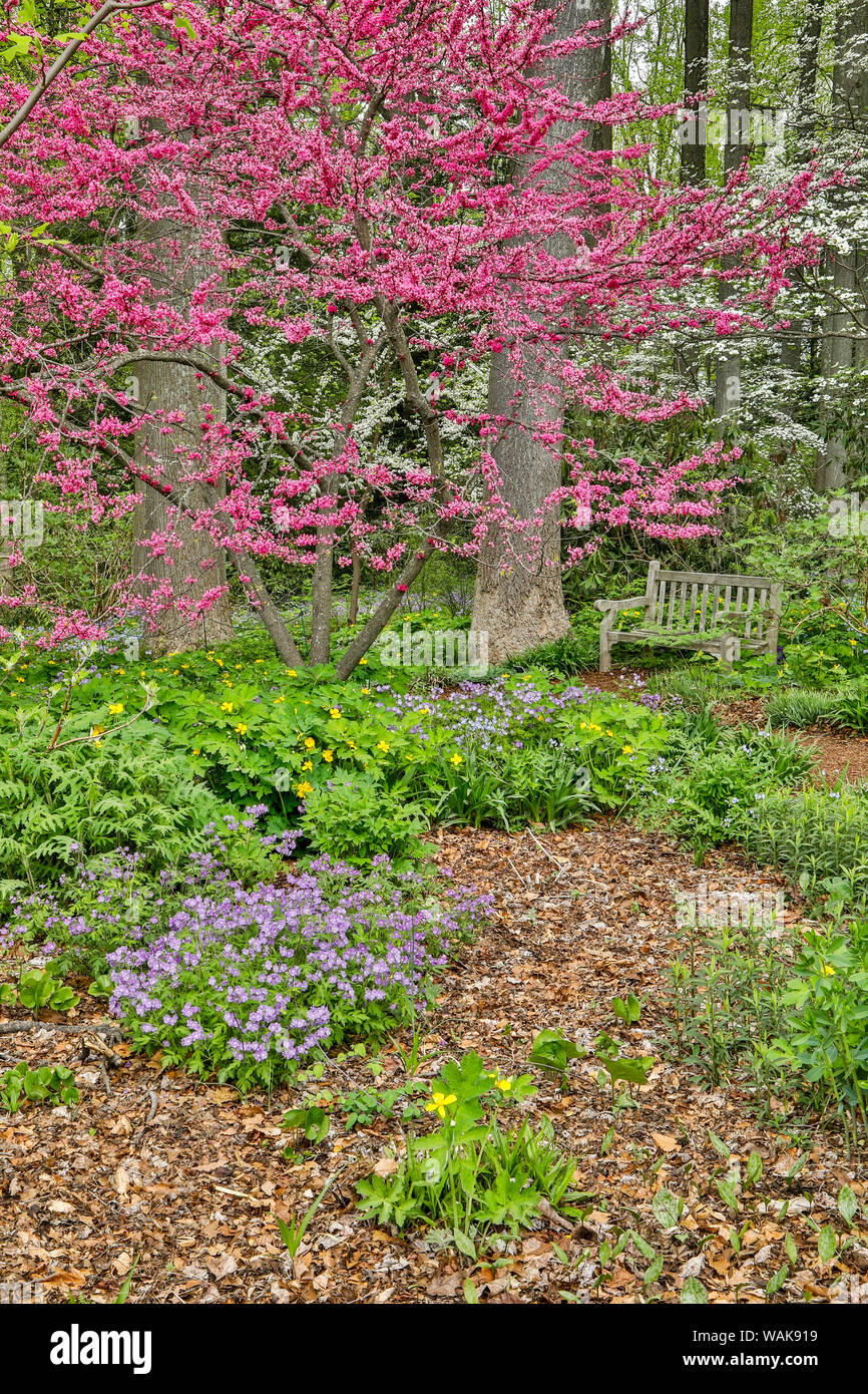 USA, Ohio, Hockessin. Cornouiller fleuri dans la forêt Banque D'Images