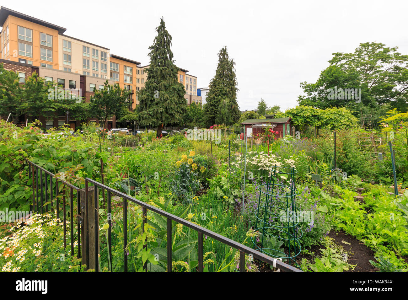 Jardin communautaire près de Cascade Park, Seattle, Washington State, USA Banque D'Images